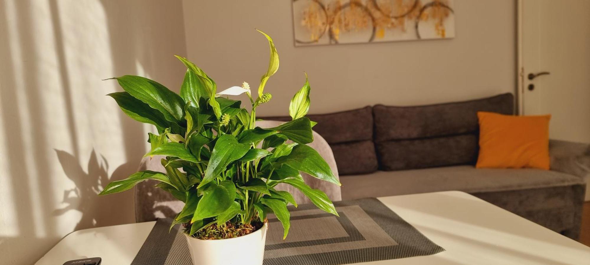 Comfy Apartment- Sunny Balcony Тирана Экстерьер фото